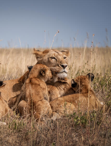 Safari set gennem børns øjne – en familieferie til Tanzania