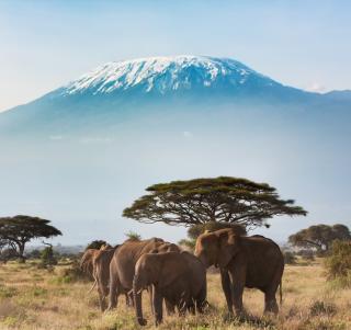 Amboseli, Tsavo, Salt Lick og Diani Beach