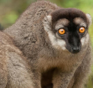 Eventyr på Madagaskar & Nosy Be