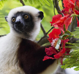 Det bedste af Madagaskar