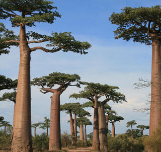 Højdepunkter i det sydlige Madagaskar