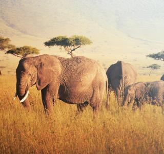 Masai Mara og Watamu