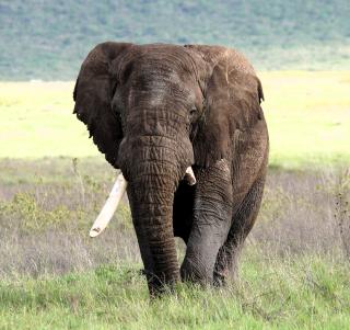 Eventyrlig rejse til Tanzania og Zanzibar
