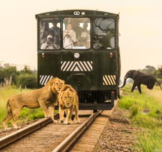 Victoria Falls, Hwange National Park og Elephant Express