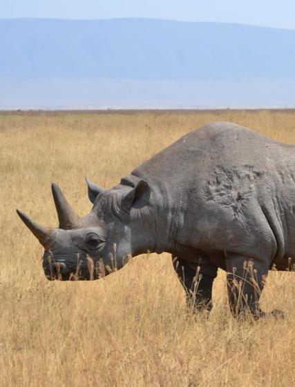 De 5 bedste safarirejsemål i Afrika