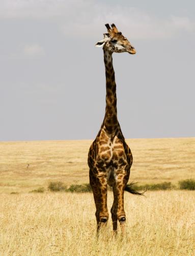 Masai Mara og Malindi