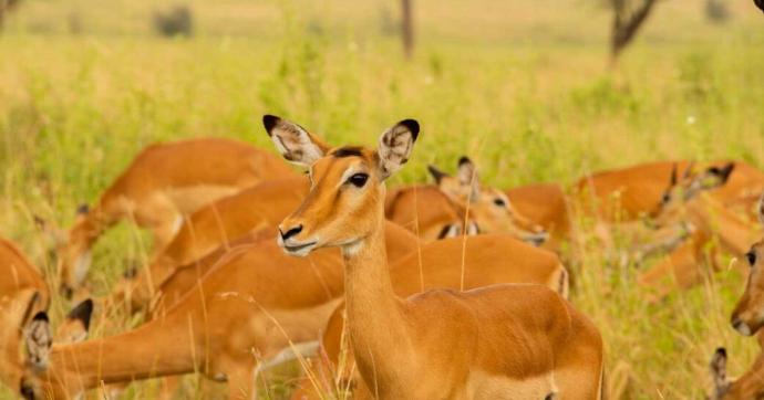 Golden Safari Camps