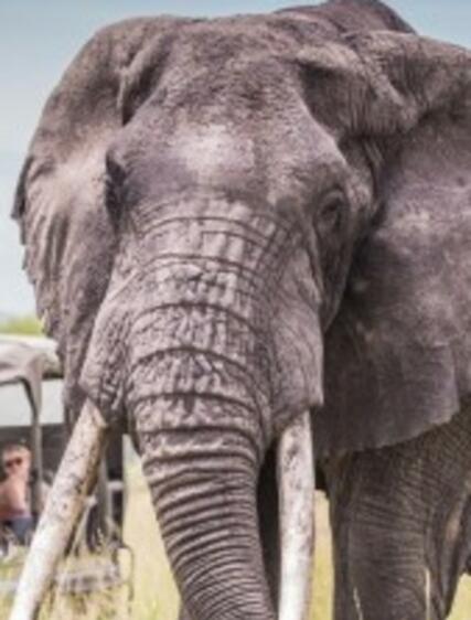 Safariguide: Find din drømmedestination i Afrika