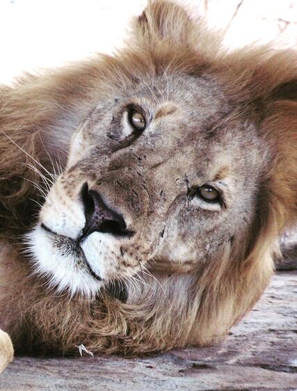De 5 beste safarireisemålene i Afrika