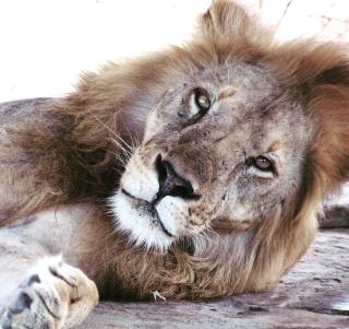 Ngorongorokrateret, Serengeti og Zanzibar