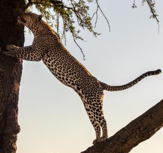 Eksklusiv safari Sydafrika