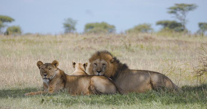 Mgunga Serengeti Camp