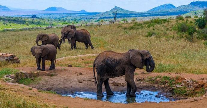 Ngulia Safari Lodge