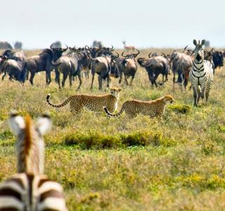 Jul 2026 - Lake Manyara, Ngorongoro-krateret, Serengeti og Zanzibar
