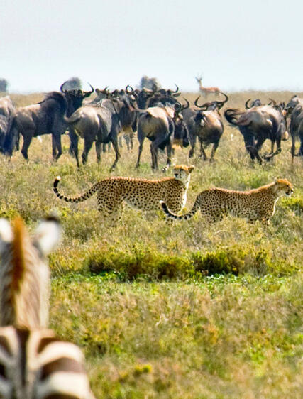 Oplev Serengeti på ægte vis: Tips, du ikke finder i brochurerne
