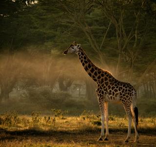 Ol Pejeta, Samburu og Diani Beach