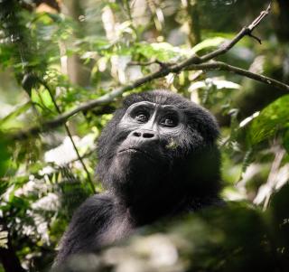Gorilla Trekking og Masai Mara