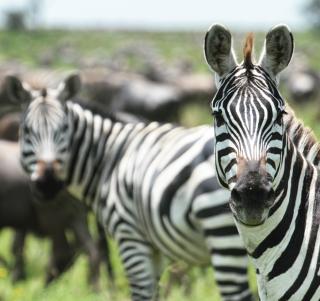 Klassisk Safari Tanzania og Zanzibar