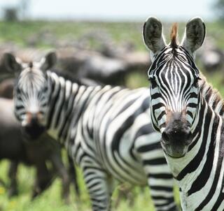 Klassisk Safari Tanzania og Zanzibar