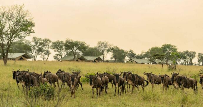 Taasa Migration Camp