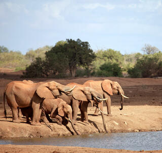 Familiesafari i smukke Kenya