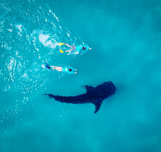 Safari i Nyerere National Park og Mafia Island