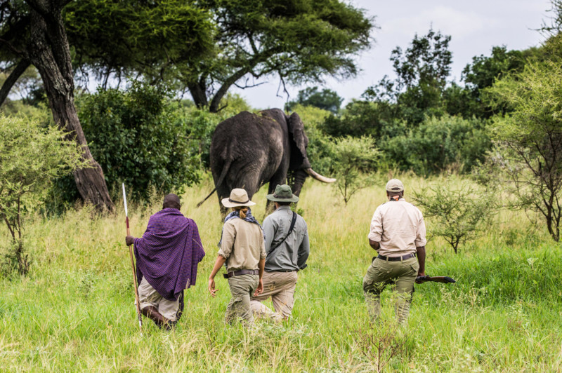 Kom tæt på dyrene på vandresafari i Serengeti
