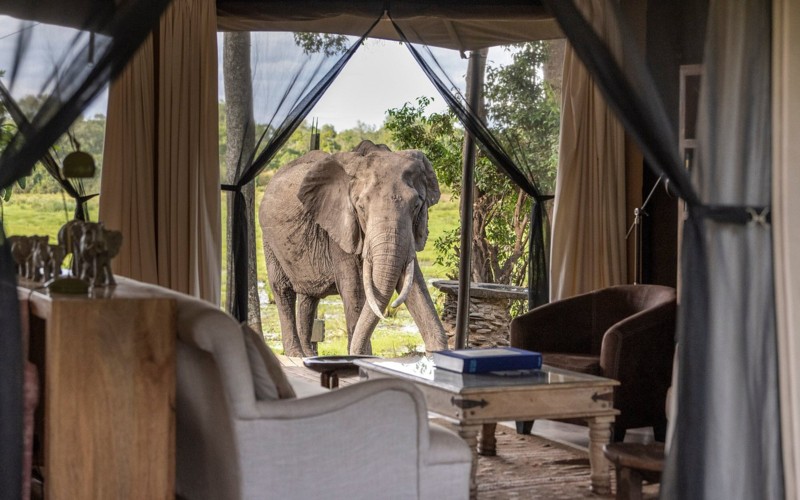 Elefant uden for indgangen til en teltlodge i Kenya