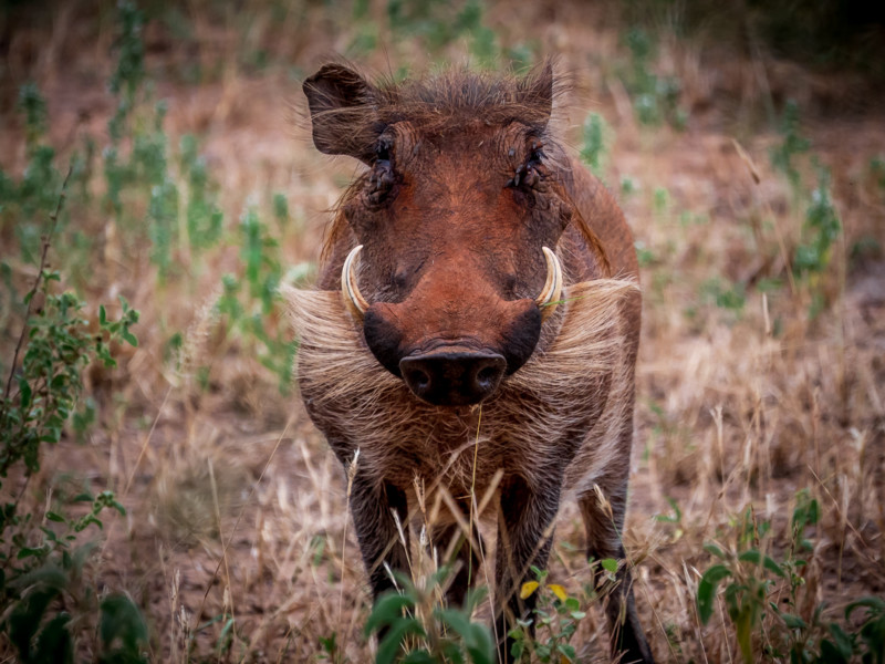 Dyr p&aring; safari i Tarangire