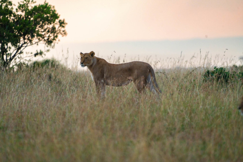 Masai Mara, Kenya