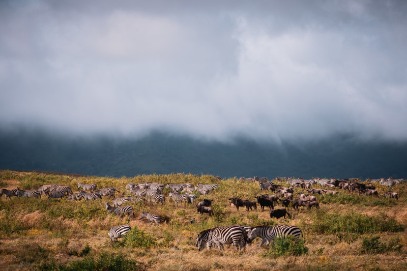 Zebraer i Ngorongoro