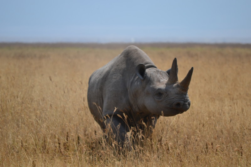 N&aelig;sehorn, en af &lsquo;The Big Five&rsquo;