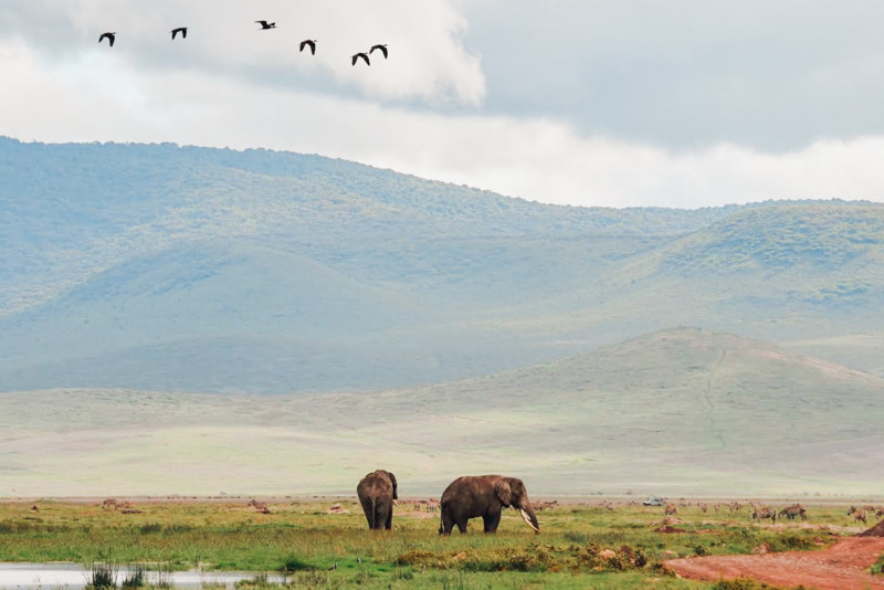 Elefanter i Ngorongoro-krateret