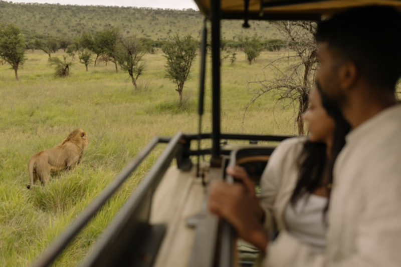 Løve på safari i Serengeti