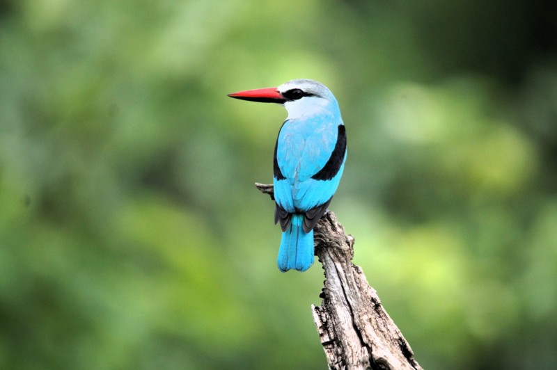 For dig, der er interesseret i fugle, er den bedste rejsearrang&oslash;r en, der har en guide specialiseret i netop det