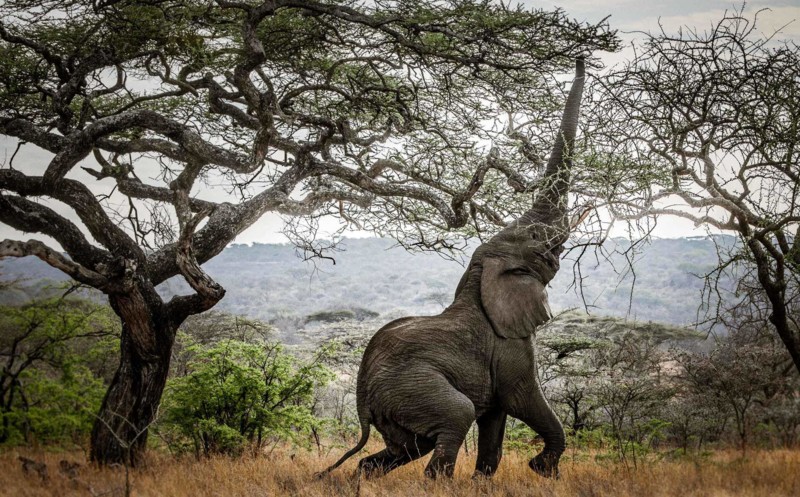 Zanzibar og safari – to sider af Tanzania