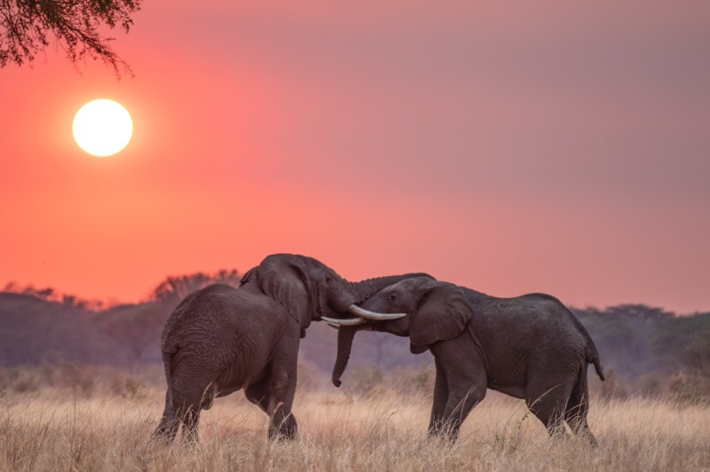 Elefanter på Serengetis sletter