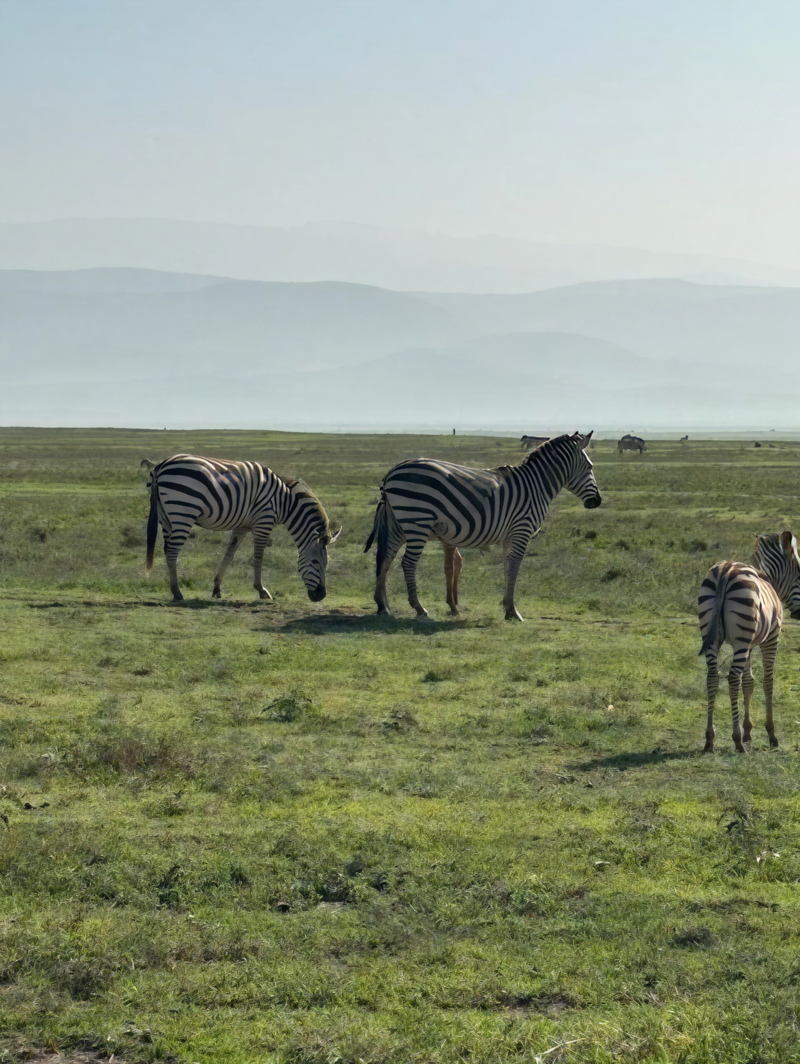 Zebraer i Ngorongoro