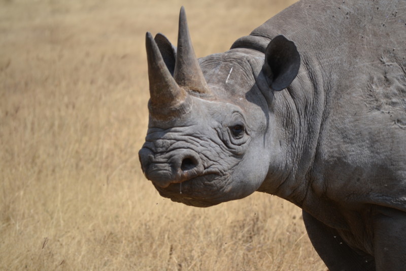 Forbered børnene med bøger og film