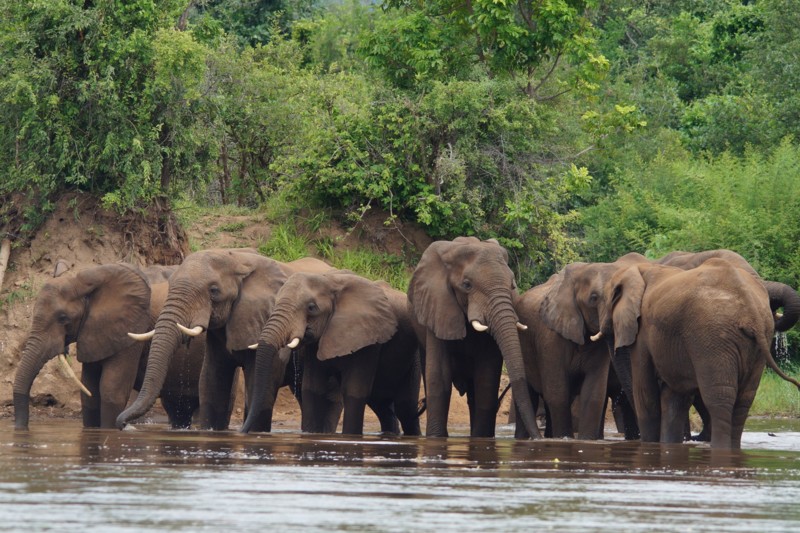 Safariguide: Hvilken destination er bedst i Afrika til safari?