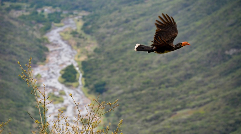 En fugl, der flyver gennem KwaZulu-Natal