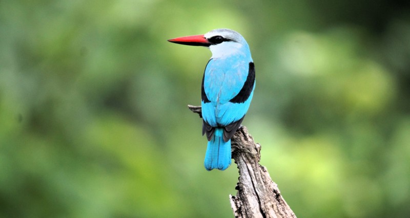 I KwaZulu-Natal findes der over 420 fuglearter