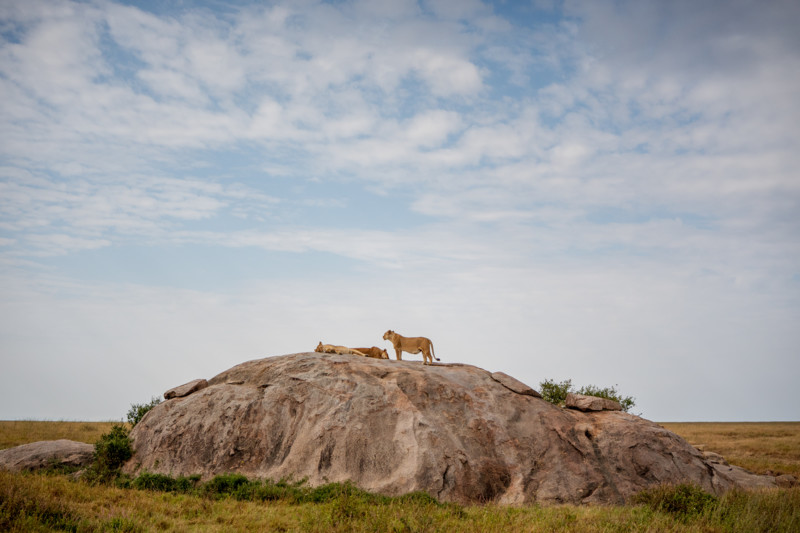 L&oslash;veklippen i Serengeti