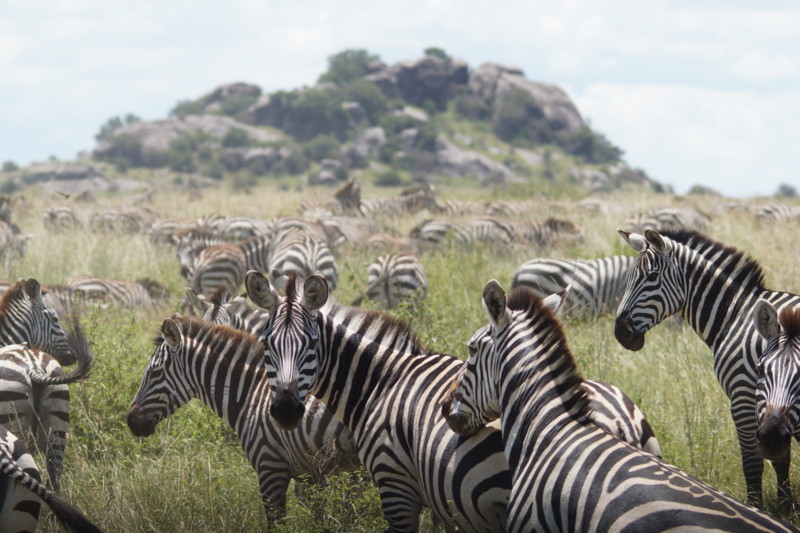 Tanzania – den alsidige klassiker
