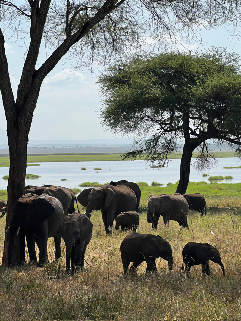 Elefantflok over Ngorongoro-krateret