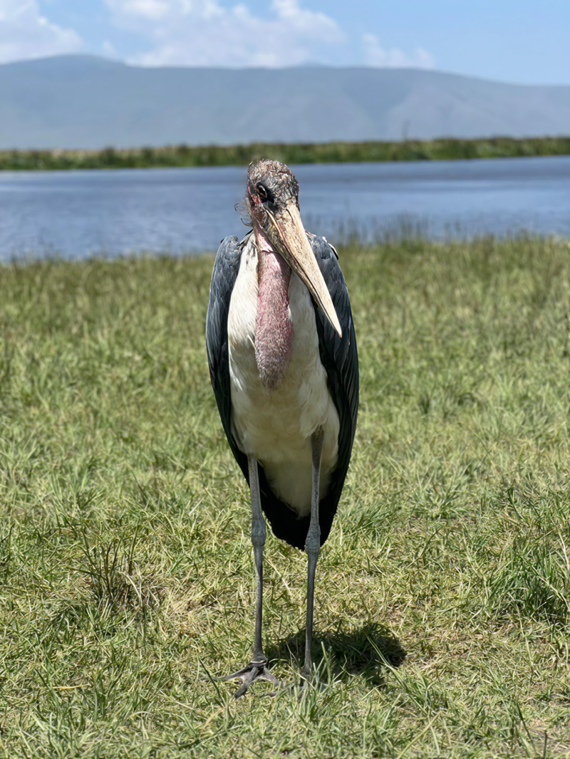 Maraboustorken, der er en del af The Ugly Five