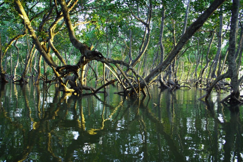 Bliv fascineret af den unikke natur i mangrovesumpene ved den kenyanske kyst.