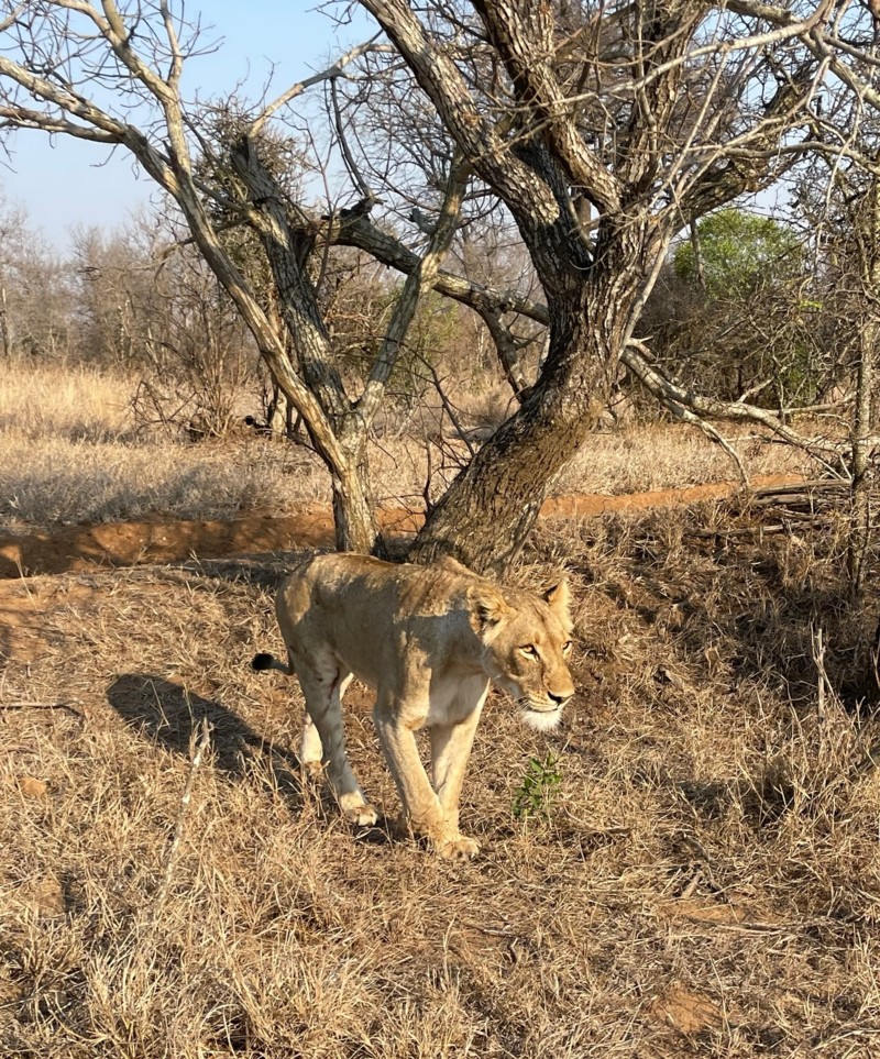 L&oslash;ver i Sydafrika