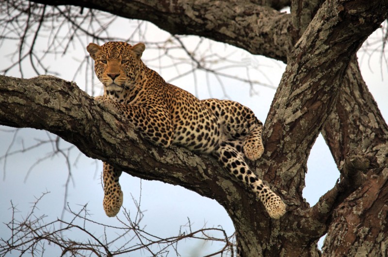 Sørg for vaccinationer i god tid