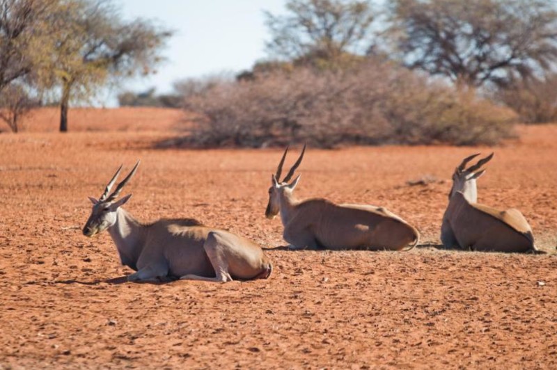 Antiloper hviler i den tørre ørken